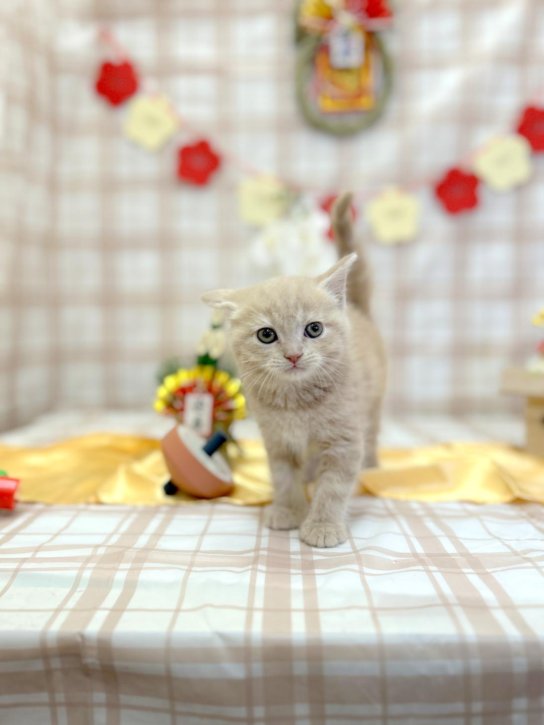 北海道のスコティッシュフォールド (ラブワンコ平岸店/2025年11月8日生まれ/男の子/クリーム)の子猫の1枚目の画像
