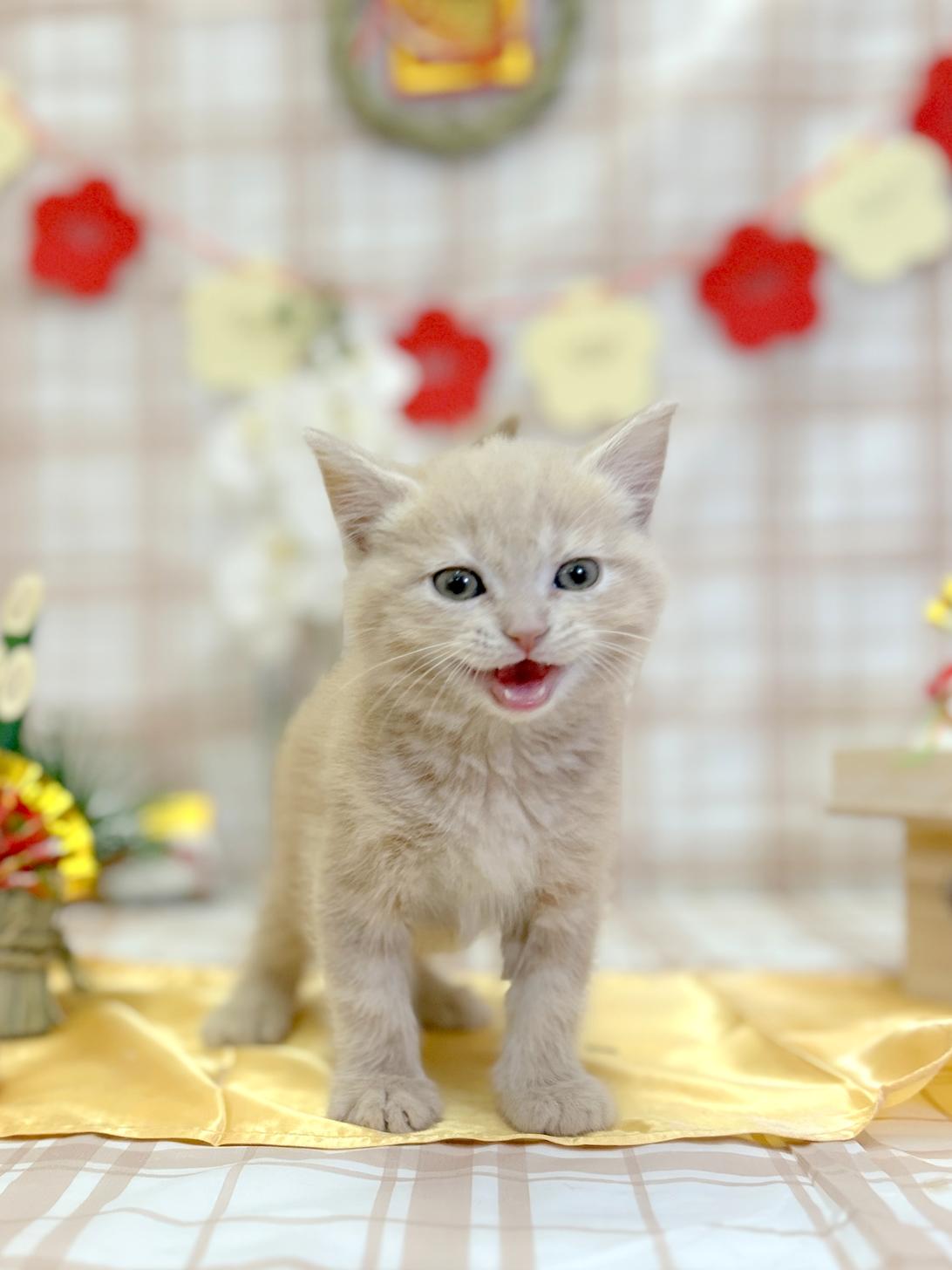 北海道のスコティッシュフォールド (ラブワンコ平岸店/2025年11月8日生まれ/男の子/クリーム)の子猫の2枚目の画像