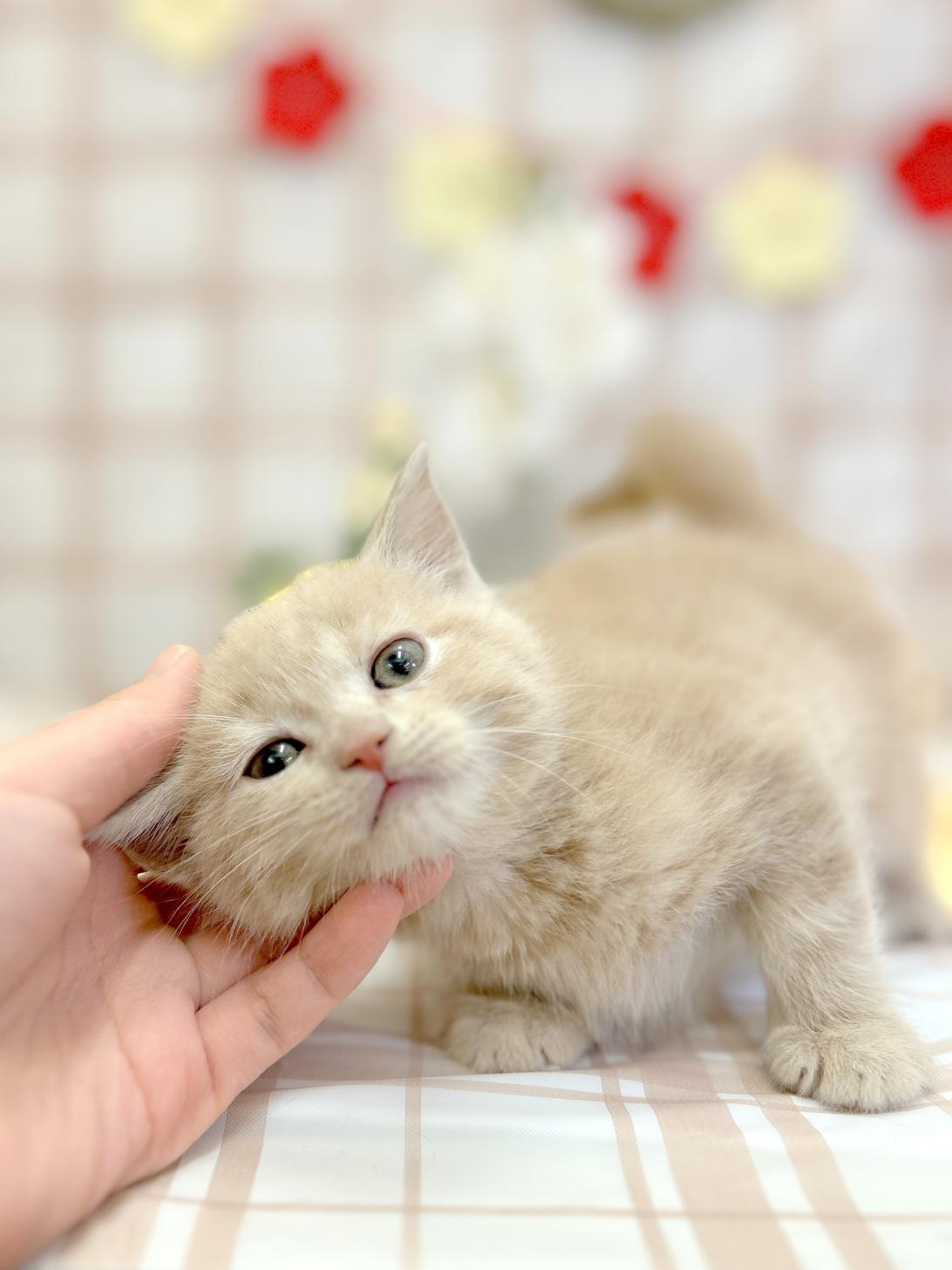 北海道のスコティッシュフォールド (ラブワンコ平岸店/2025年11月8日生まれ/男の子/クリーム)の子猫の3枚目の画像