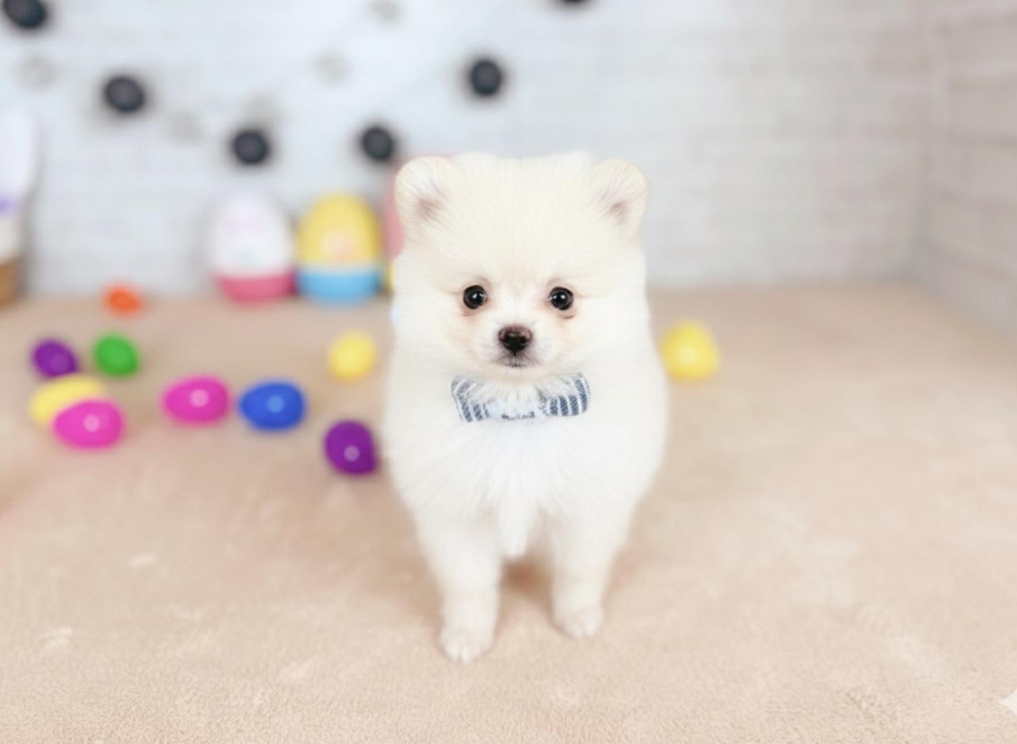 北海道のポメラニアン (ペットショップだんぼ/2025年12月12日生まれ/男の子/クリーム)の子犬の1枚目の画像