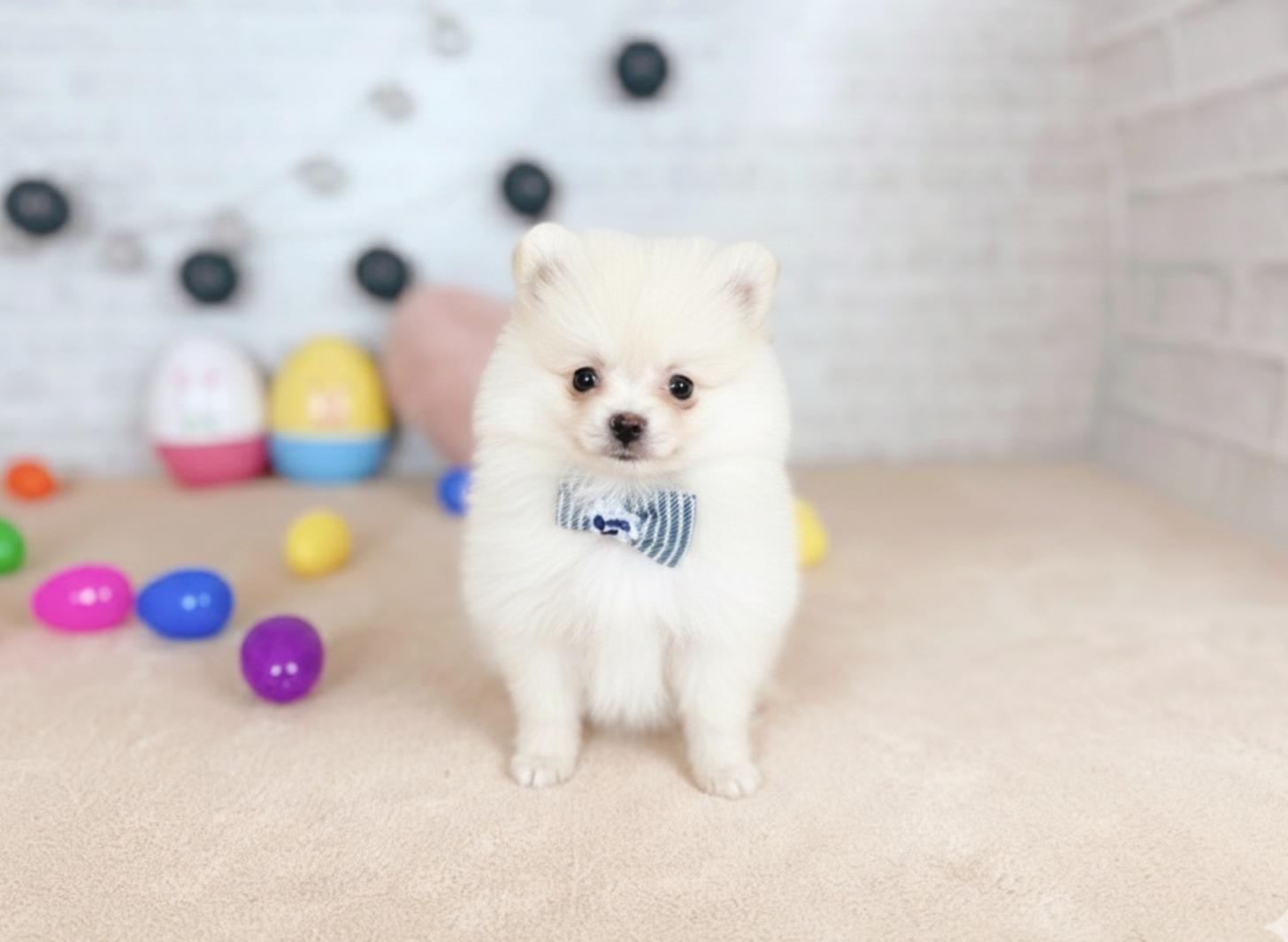 北海道のポメラニアン (ペットショップだんぼ/2025年12月12日生まれ/男の子/クリーム)の子犬の2枚目の画像