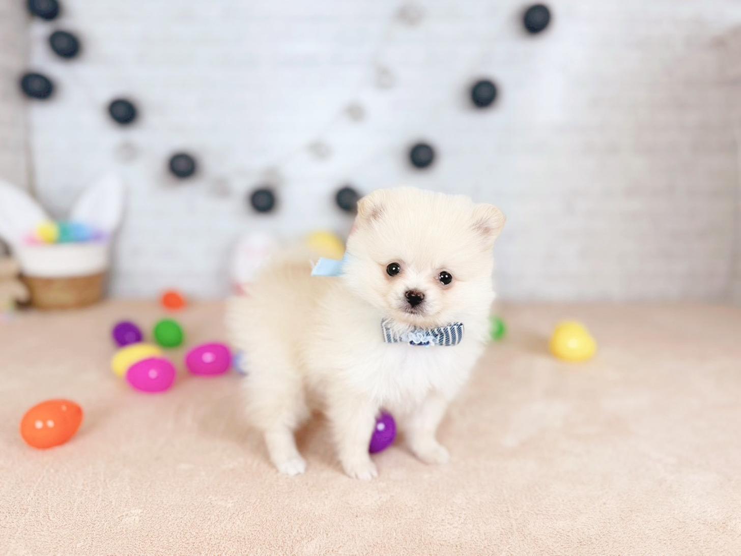 北海道のポメラニアン (ペットショップだんぼ/2025年12月12日生まれ/男の子/クリーム)の子犬の4枚目の画像