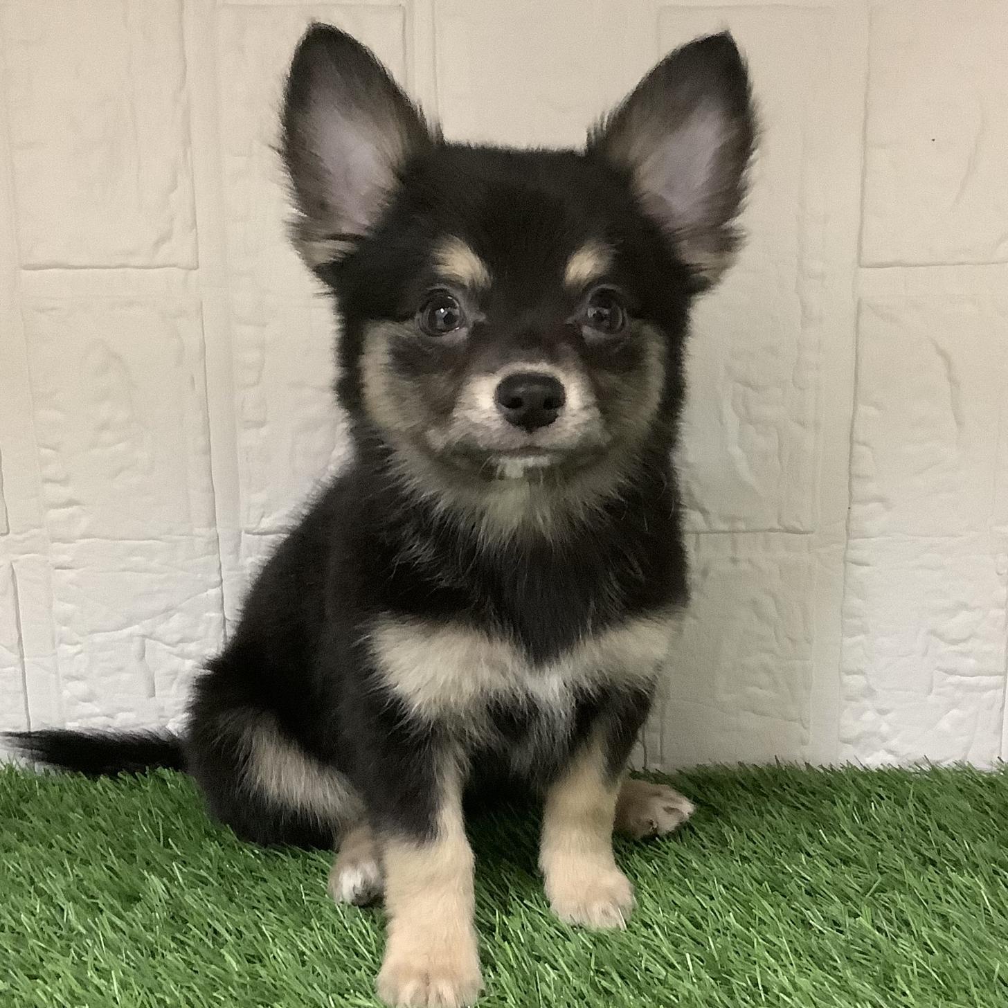 福岡県のチワワ(ロング) (ドッグズホーム旗崎店/2025年11月9日生まれ/男の子/ブラックタン)の子犬