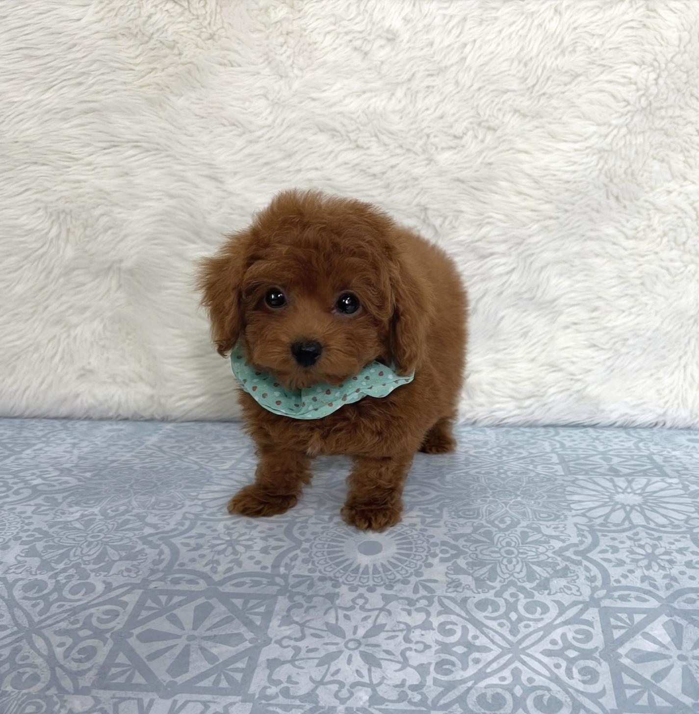 福岡県のトイプードル(タイニー) (ぱぴぷぺっと福岡店/2025年9月16日生まれ/男の子/レッド)の子犬の1枚目の画像