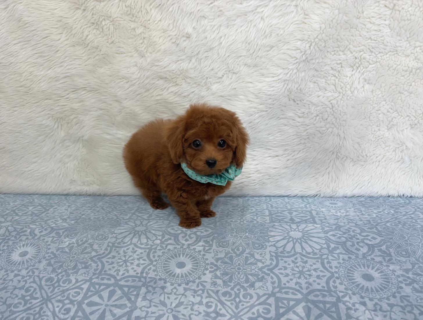 福岡県のトイプードル(タイニー) (ぱぴぷぺっと福岡店/2025年9月16日生まれ/男の子/レッド)の子犬の2枚目の画像