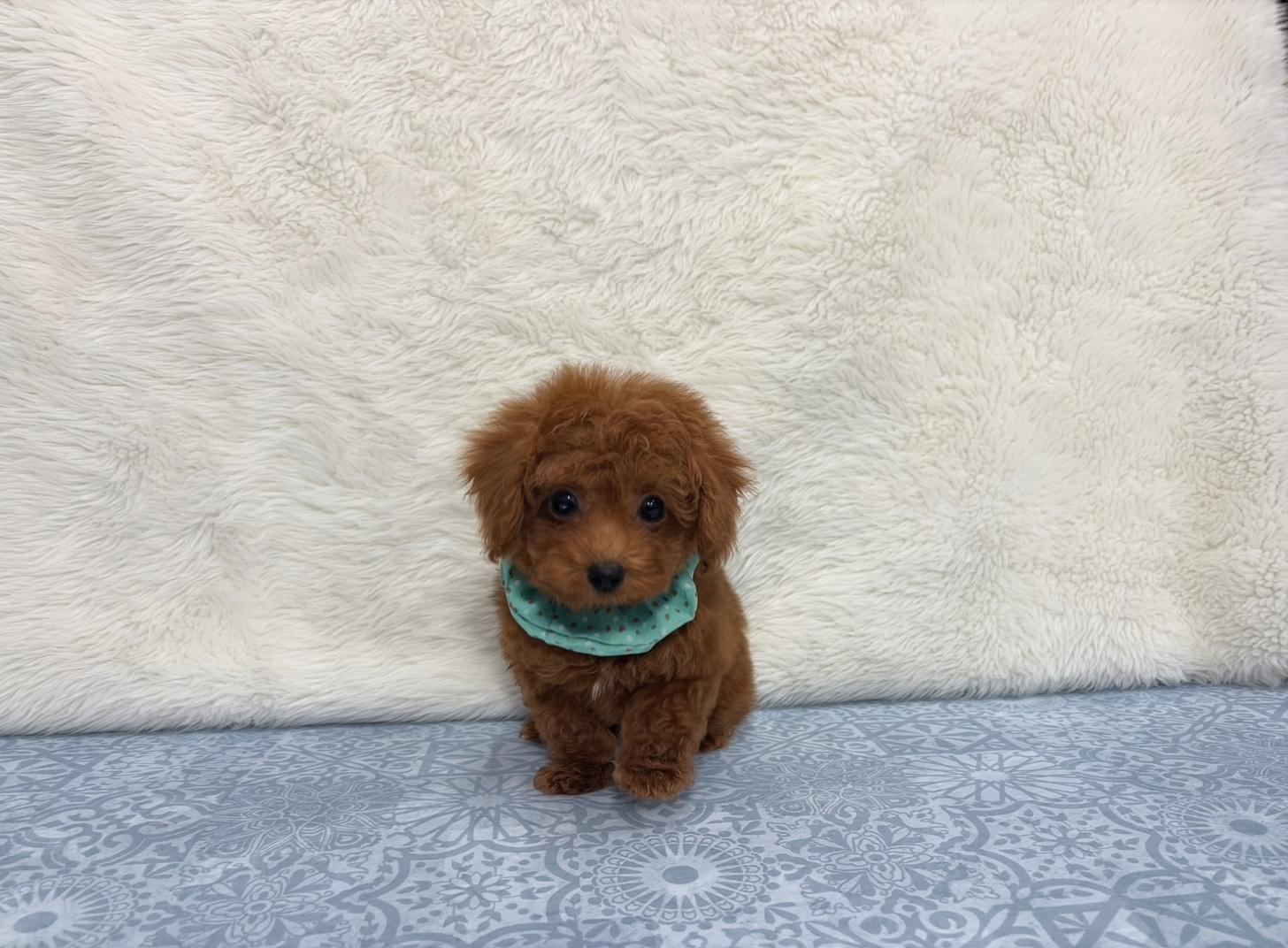 福岡県のトイプードル(タイニー) (ぱぴぷぺっと福岡店/2025年9月16日生まれ/男の子/レッド)の子犬の3枚目の画像