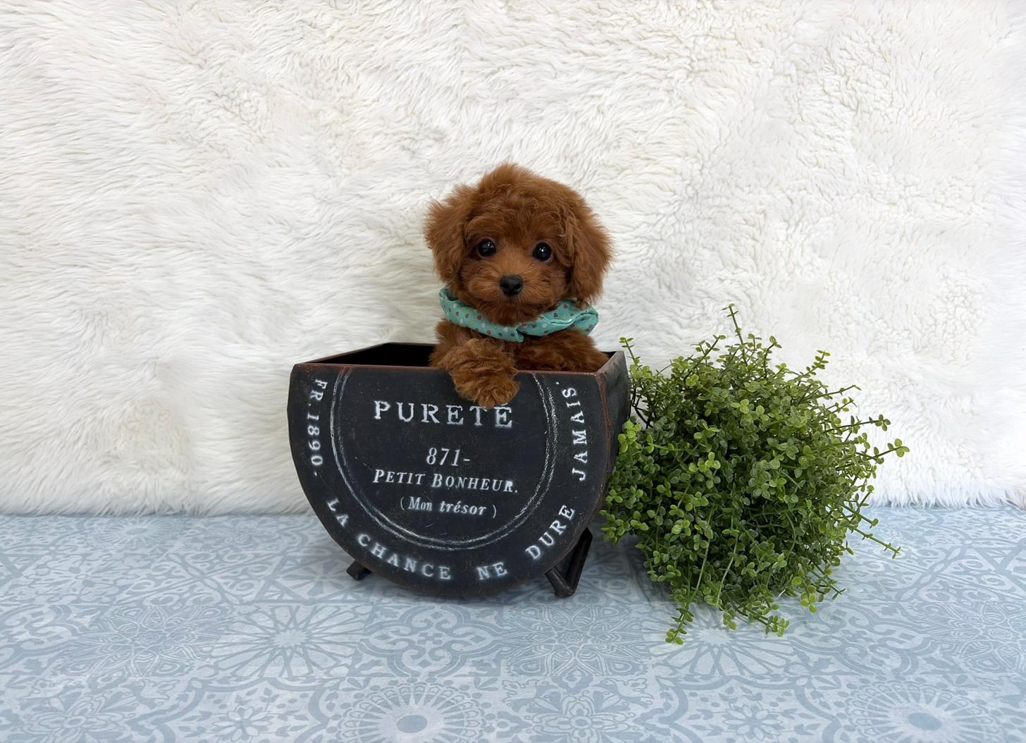 福岡県のトイプードル(タイニー) (ぱぴぷぺっと福岡店/2025年9月16日生まれ/男の子/レッド)の子犬の4枚目の画像