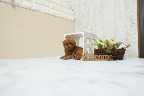 滋賀県のトイプードル(タイニー) (いっぷく湖南店/2026年2月21日生まれ/女の子/レッドフォーン)の子犬の1枚目の画像