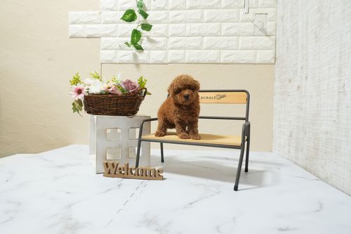 滋賀県のトイプードル(タイニー) (いっぷく湖南店/2026年2月21日生まれ/女の子/レッドフォーン)の子犬の2枚目の画像