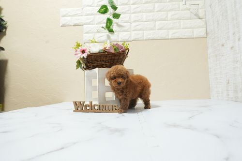 滋賀県のトイプードル(タイニー) (いっぷく湖南店/2026年2月21日生まれ/女の子/レッドフォーン)の子犬の3枚目の画像