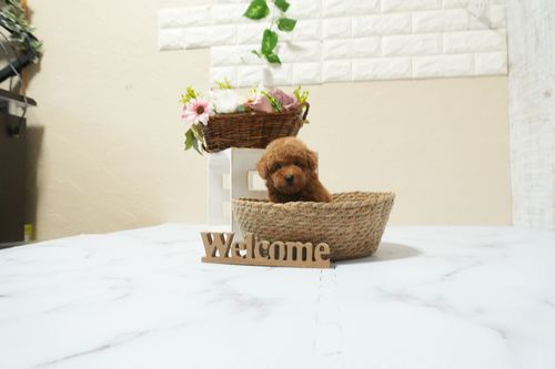 滋賀県のトイプードル(タイニー) (いっぷく湖南店/2026年2月21日生まれ/女の子/レッドフォーン)の子犬の4枚目の画像