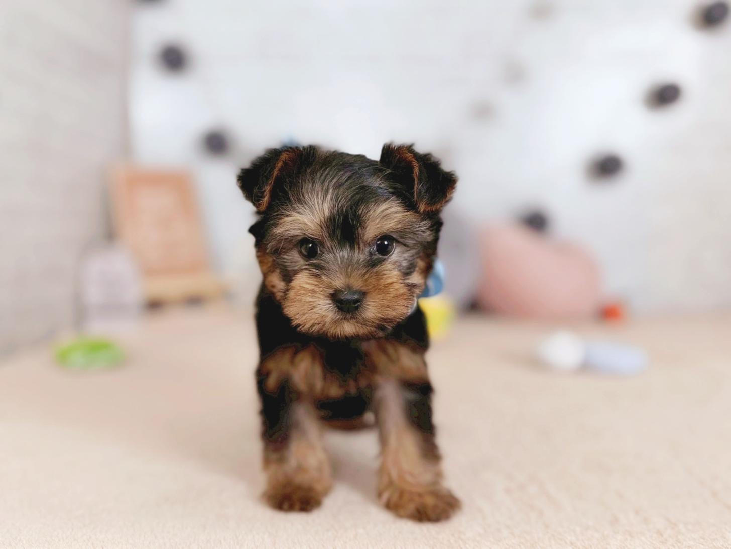 北海道のヨークシャーテリア (ペットショップだんぼ/2025年10月4日生まれ/男の子/スチールブルータン)の子犬の1枚目の画像