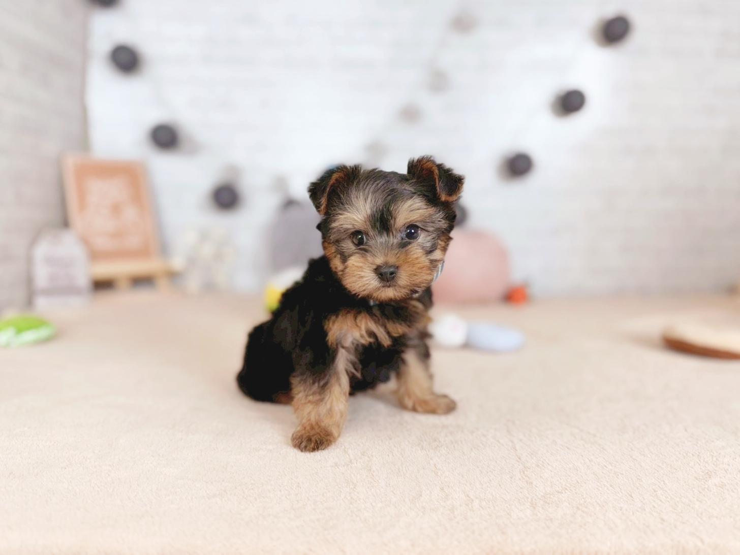 北海道のヨークシャーテリア (ペットショップだんぼ/2025年10月4日生まれ/男の子/スチールブルータン)の子犬の2枚目の画像