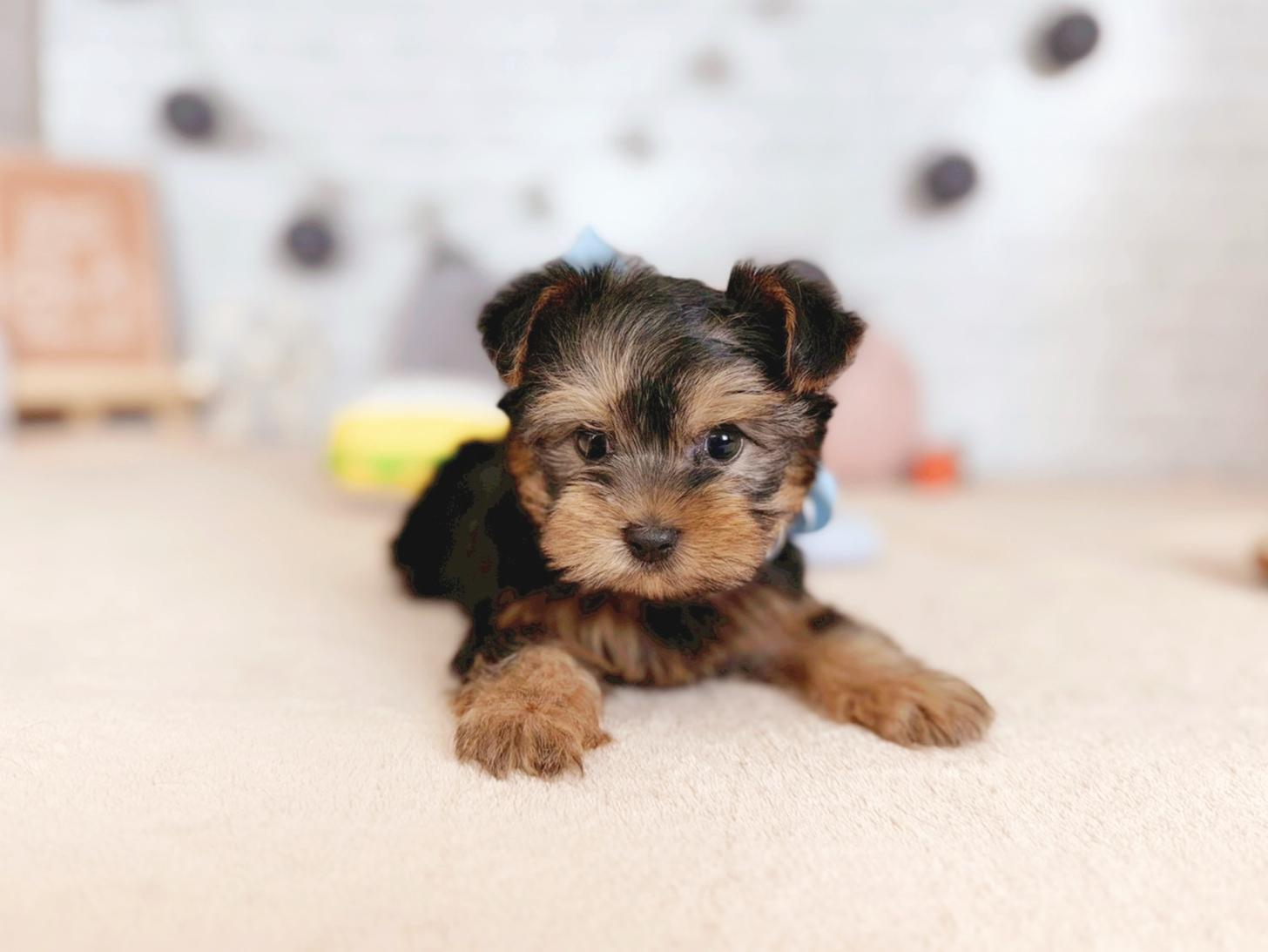 北海道のヨークシャーテリア (ペットショップだんぼ/2025年10月4日生まれ/男の子/スチールブルータン)の子犬の3枚目の画像