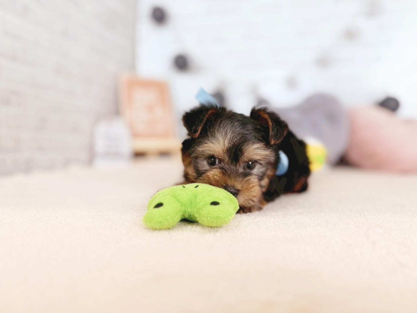 北海道のヨークシャーテリア (ペットショップだんぼ/2025年10月4日生まれ/男の子/スチールブルータン)の子犬の4枚目の画像