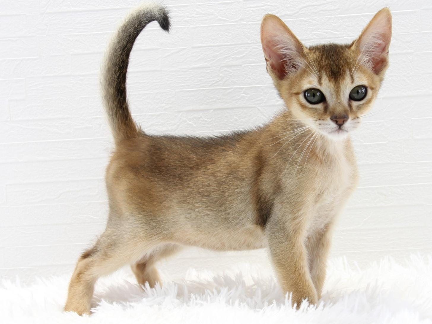 愛知県のハーフ猫・ミックス猫 (猫福家 名古屋南店/2025年7月7日生まれ/男の子/ルディ)の子猫の1枚目の画像