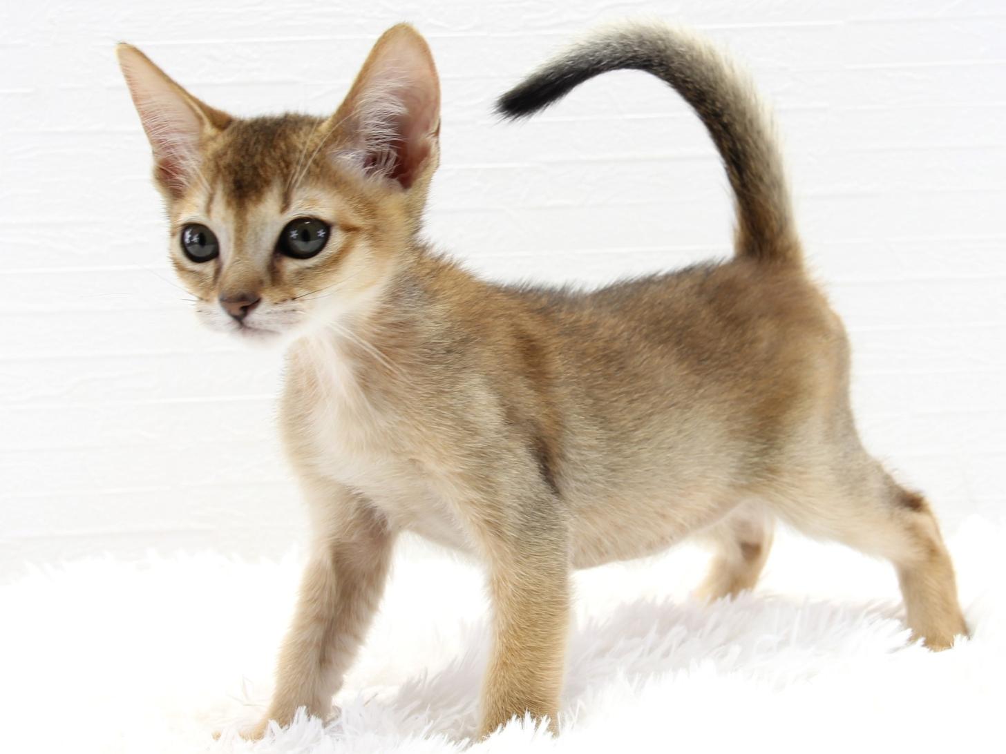 愛知県のハーフ猫・ミックス猫 (猫福家 名古屋南店/2025年7月7日生まれ/男の子/ルディ)の子猫の2枚目の画像