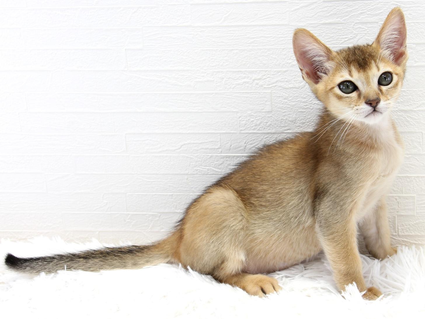 愛知県のハーフ猫・ミックス猫 (猫福家 名古屋南店/2025年7月7日生まれ/男の子/ルディ)の子猫の3枚目の画像