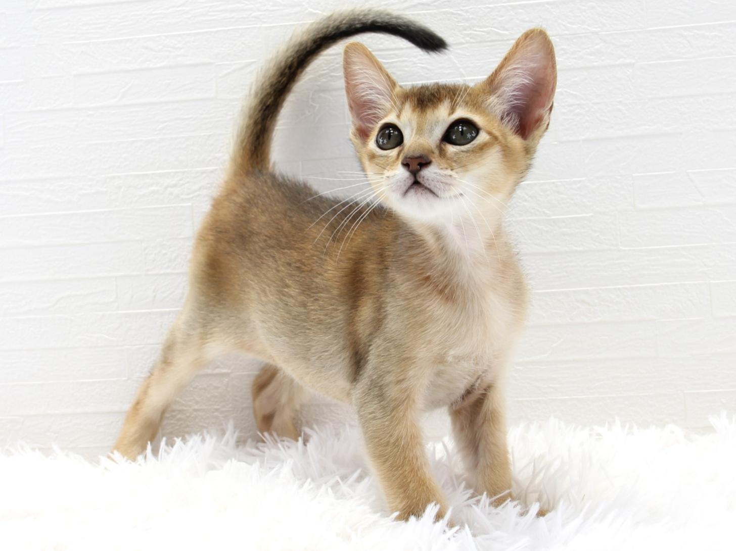 愛知県のハーフ猫・ミックス猫 (猫福家 名古屋南店/2025年7月7日生まれ/男の子/ルディ)の子猫の4枚目の画像