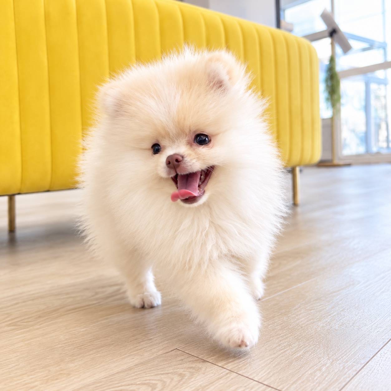 北海道のポメラニアン (PETSHOP&SALON PU-PU-PU-/2026年1月26日生まれ/女の子/クリーム)の子犬の2枚目の画像