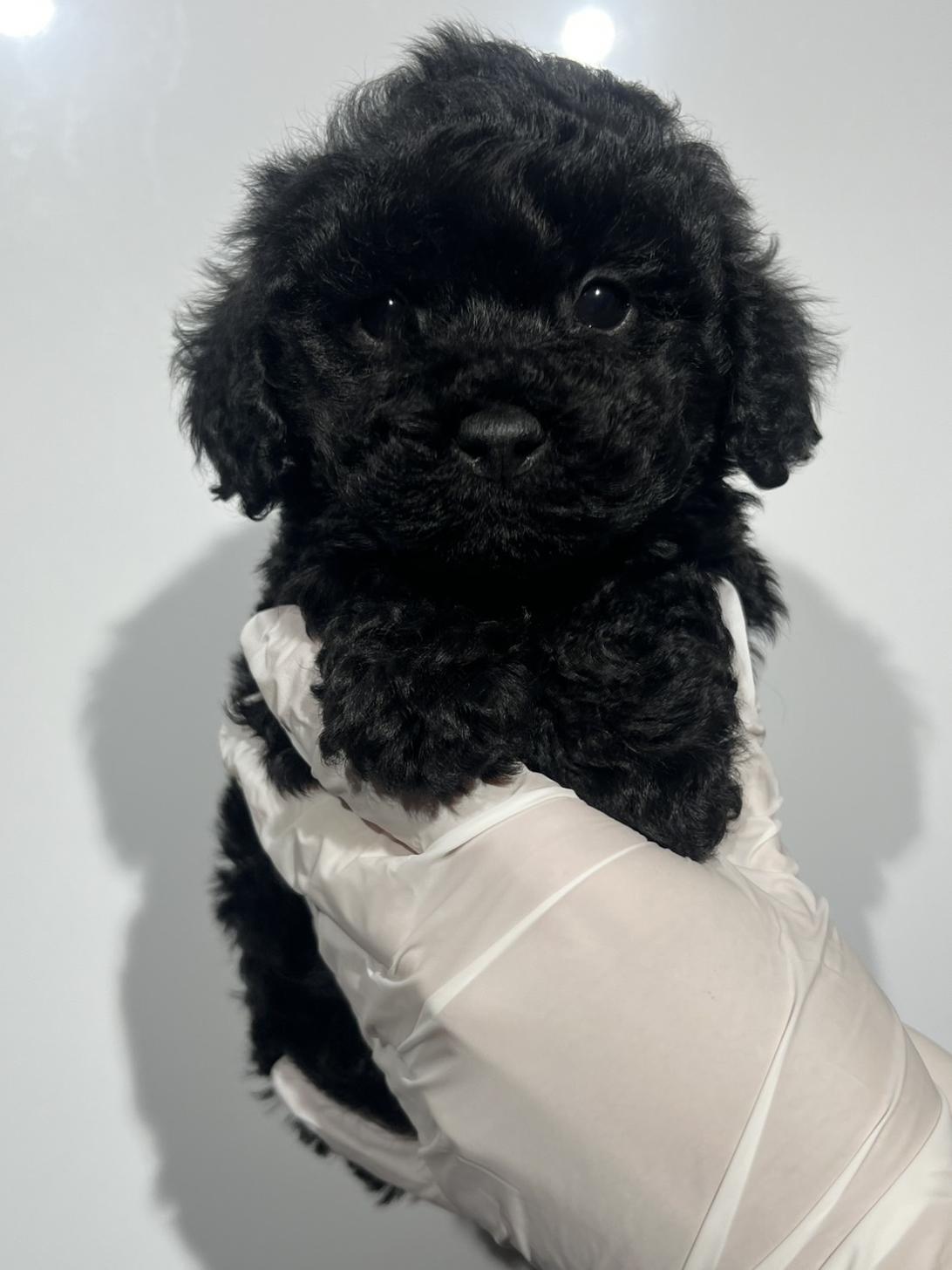 埼玉県のトイプードル(トイ) (ペッツスマイル南中野店/2025年10月10日生まれ/男の子/ブラック)の子犬の1枚目の画像