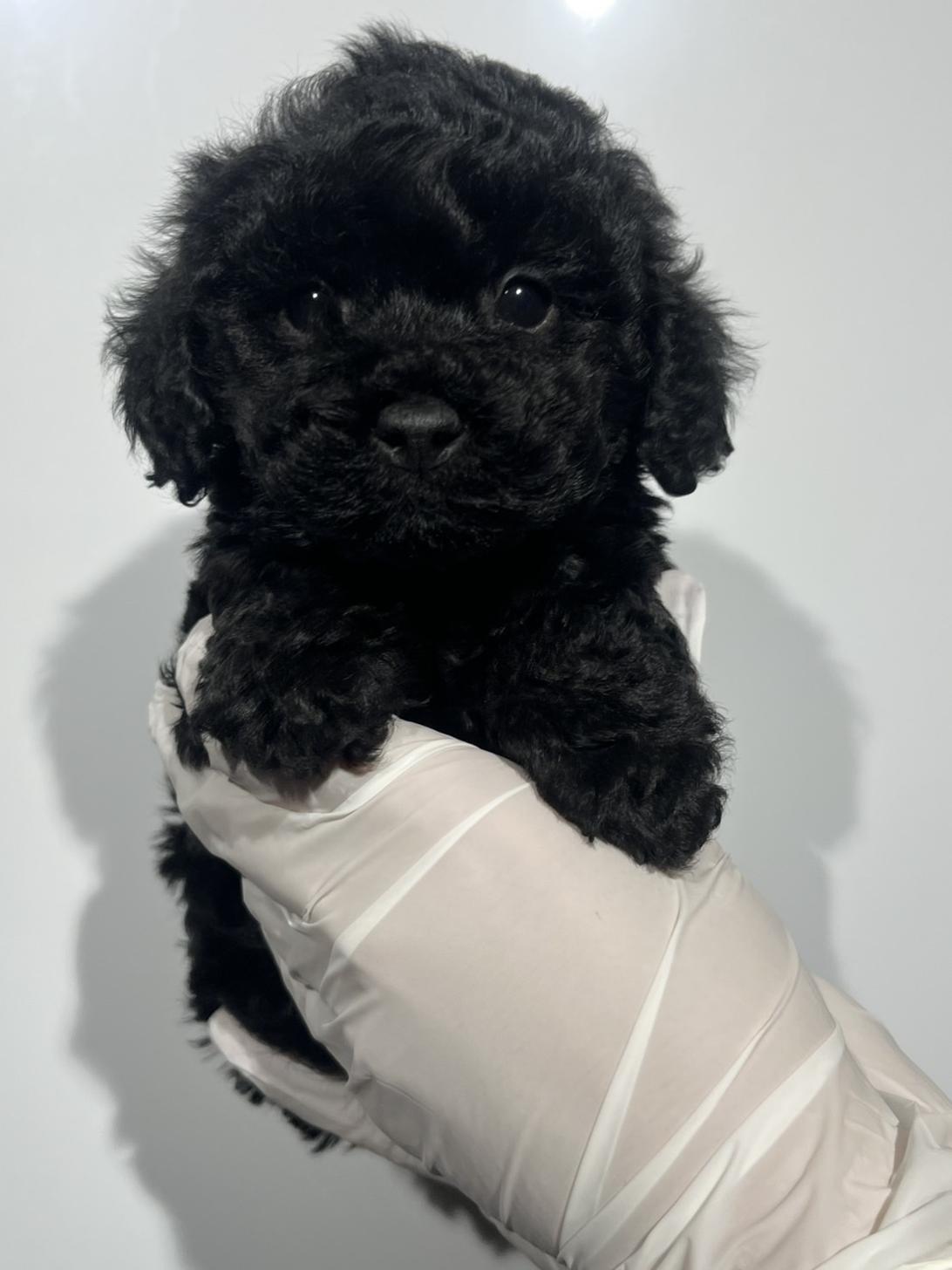 埼玉県のトイプードル(トイ) (ペッツスマイル南中野店/2025年10月10日生まれ/男の子/ブラック)の子犬の2枚目の画像