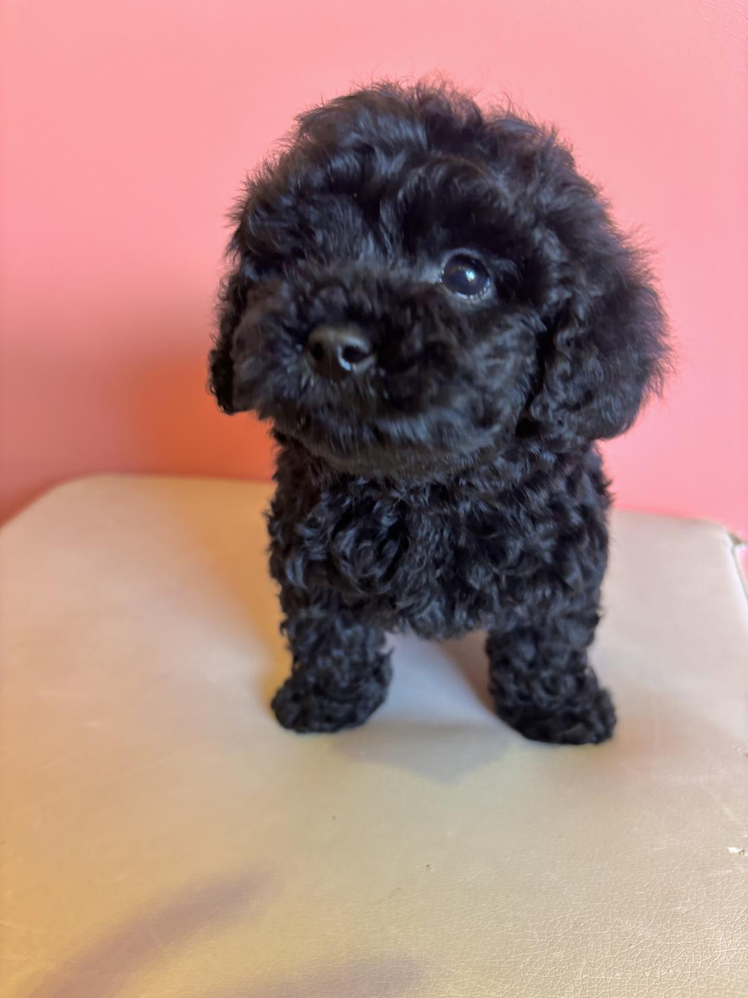 埼玉県のトイプードル(トイ) (ペッツスマイル南中野店/2025年10月10日生まれ/男の子/ブラック)の子犬の2枚目の画像