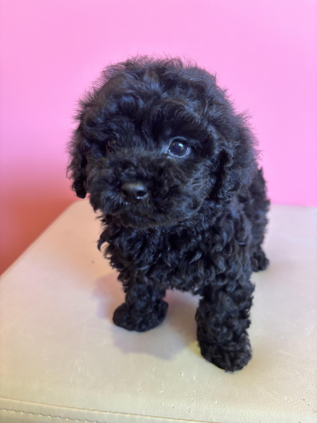 埼玉県のトイプードル(トイ) (ペッツスマイル南中野店/2025年10月10日生まれ/男の子/ブラック)の子犬の3枚目の画像
