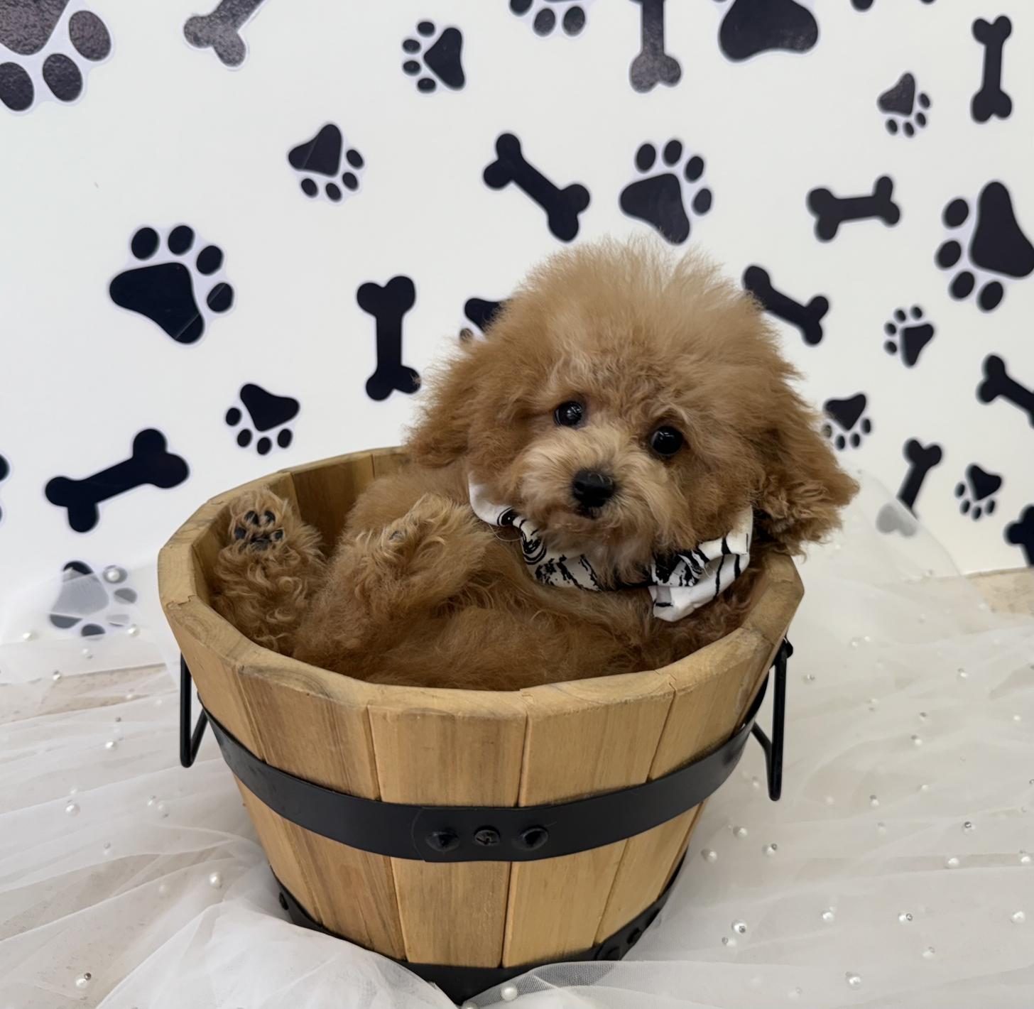 大阪府のトイプードル(ティーカップ) (ぱぴぷぺっと大阪店/2025年7月24日生まれ/男の子/アプリコット)の子犬の1枚目の画像