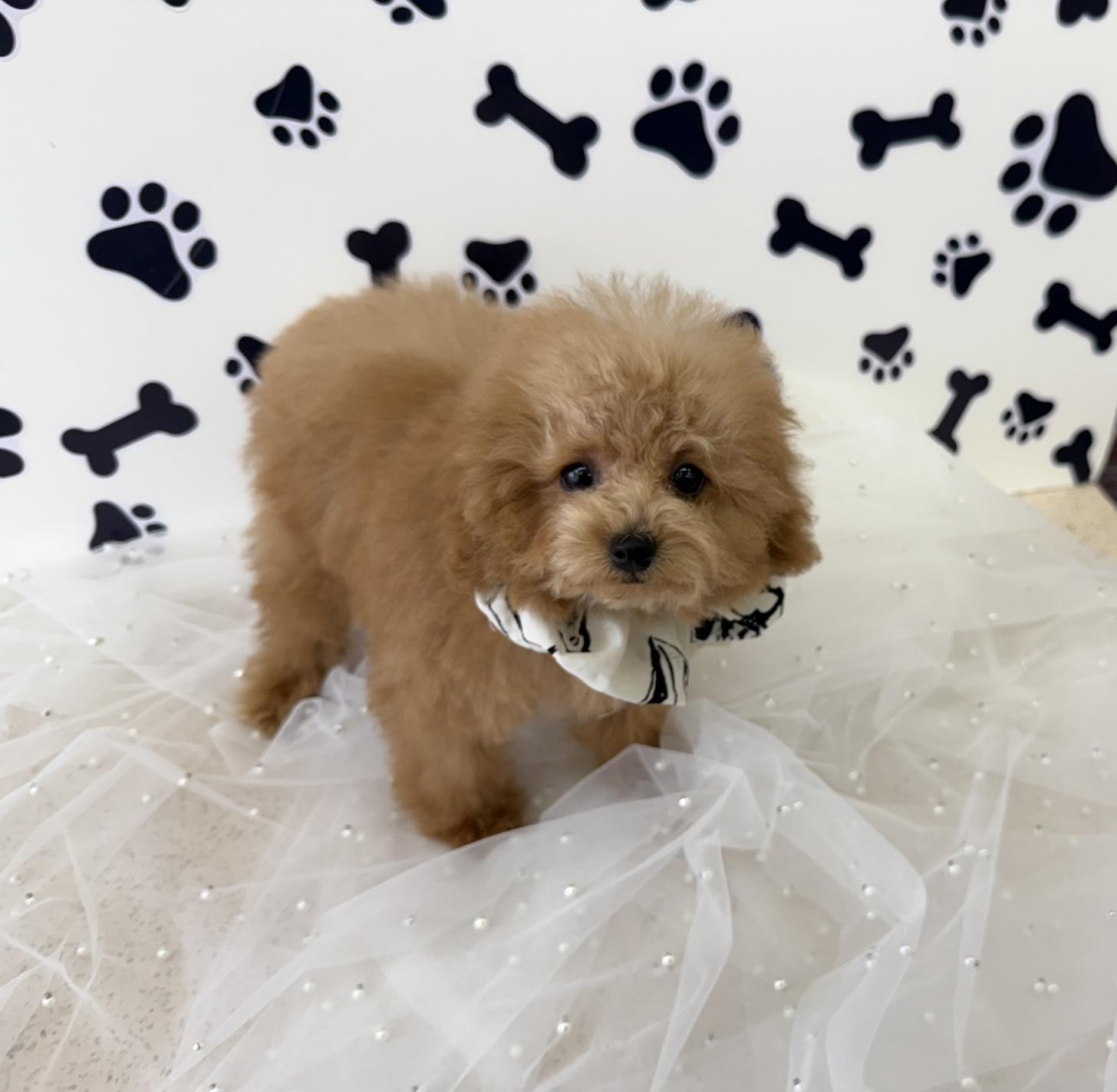 大阪府のトイプードル(ティーカップ) (ぱぴぷぺっと大阪店/2025年7月24日生まれ/男の子/アプリコット)の子犬の2枚目の画像