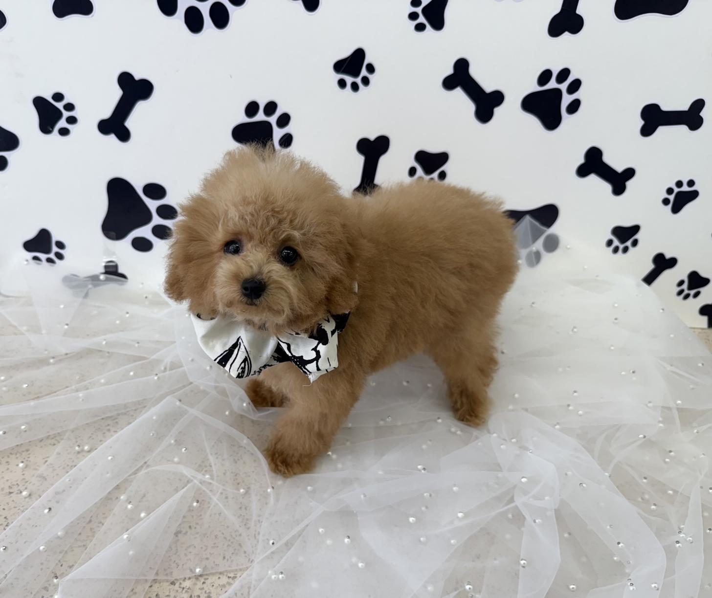 大阪府のトイプードル(ティーカップ) (ぱぴぷぺっと大阪店/2025年7月24日生まれ/男の子/アプリコット)の子犬の3枚目の画像
