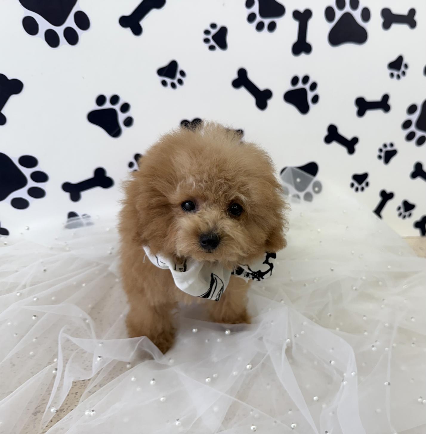 大阪府のトイプードル(ティーカップ) (ぱぴぷぺっと大阪店/2025年7月24日生まれ/男の子/アプリコット)の子犬の4枚目の画像