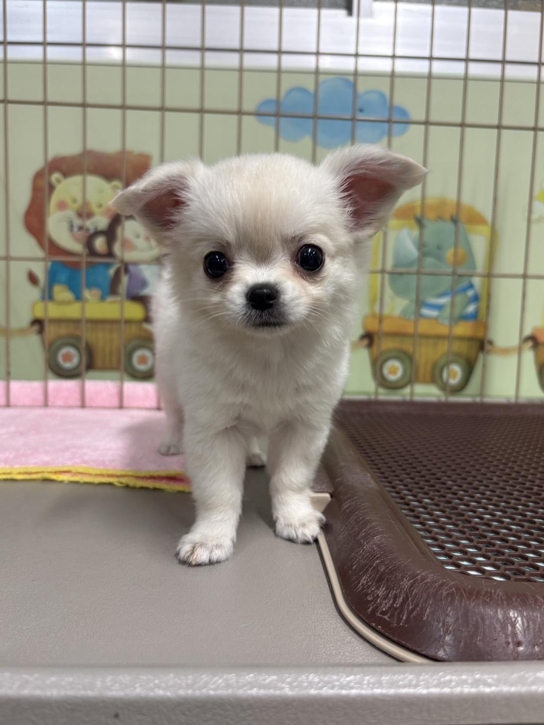 愛知県のチワワ(ロング) (子いぬの足あと/2026年8月28日生まれ/女の子/クリーム)の子犬