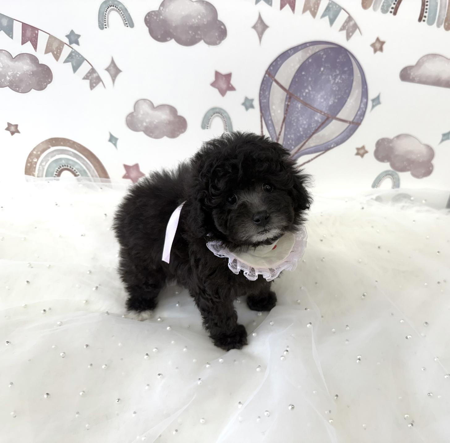 大阪府のトイプードル(タイニー) (ぱぴぷぺっと大阪店/2025年8月27日生まれ/女の子/シルバー)の子犬