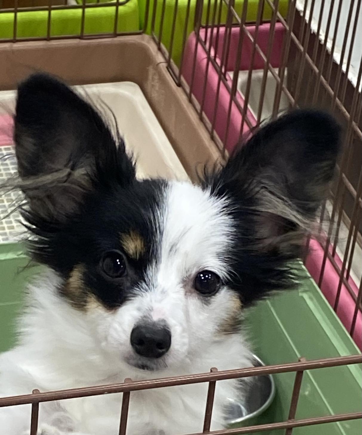 滋賀県のパピヨン (ナカニシケンネル/2025年6月8日生まれ/女の子/トライカラー)の子犬