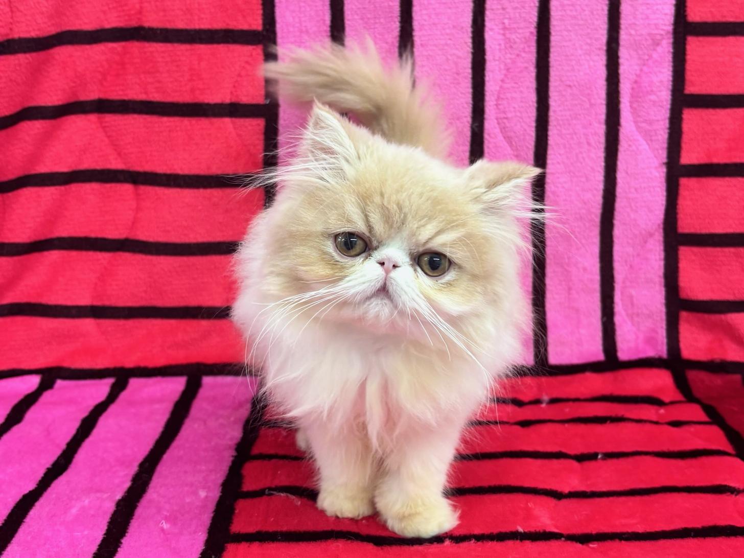 愛知県のエキゾチックロングヘアー (ハピースペット春日井アミーゴ店/2025年8月20日生まれ/女の子/クリームタビーホワイト)の子猫の1枚目の画像