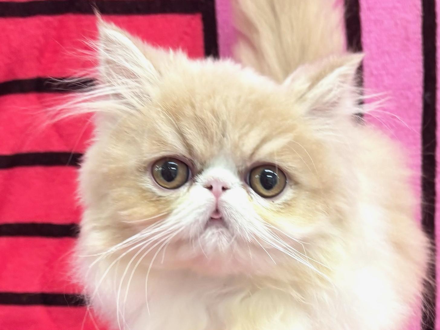 愛知県のエキゾチックロングヘアー (ハピースペット春日井アミーゴ店/2025年8月20日生まれ/女の子/クリームタビーホワイト)の子猫の2枚目の画像