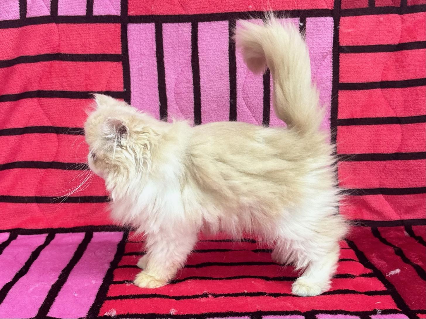 愛知県のエキゾチックロングヘアー (ハピースペット春日井アミーゴ店/2025年8月20日生まれ/女の子/クリームタビーホワイト)の子猫の3枚目の画像