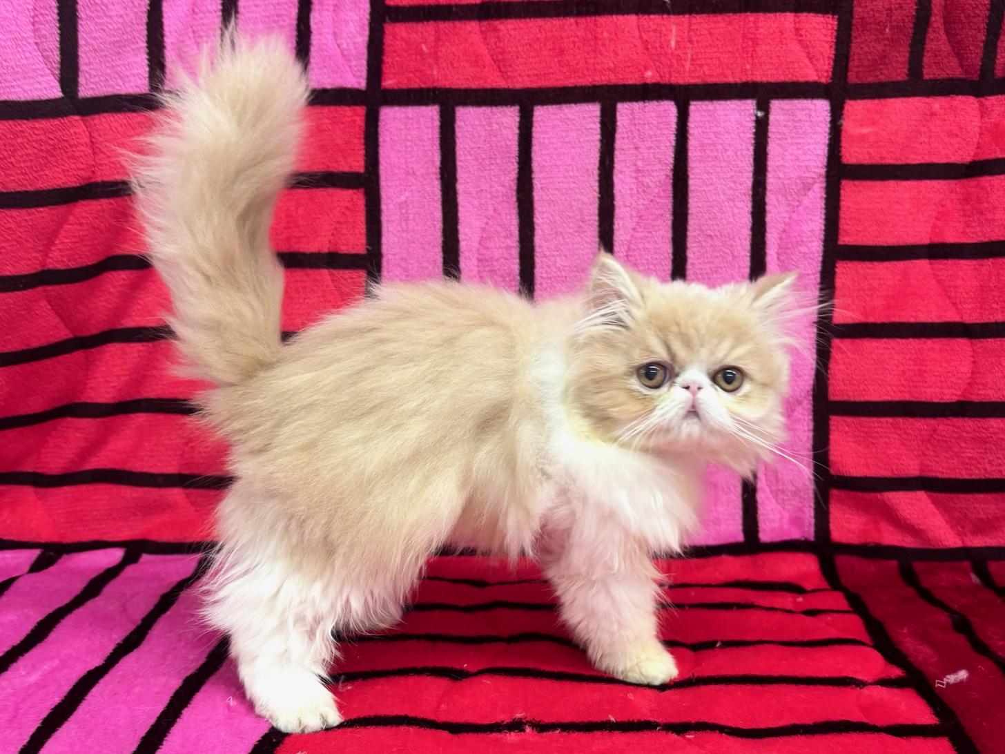 愛知県のエキゾチックロングヘアー (ハピースペット春日井アミーゴ店/2025年8月20日生まれ/女の子/クリームタビーホワイト)の子猫の4枚目の画像