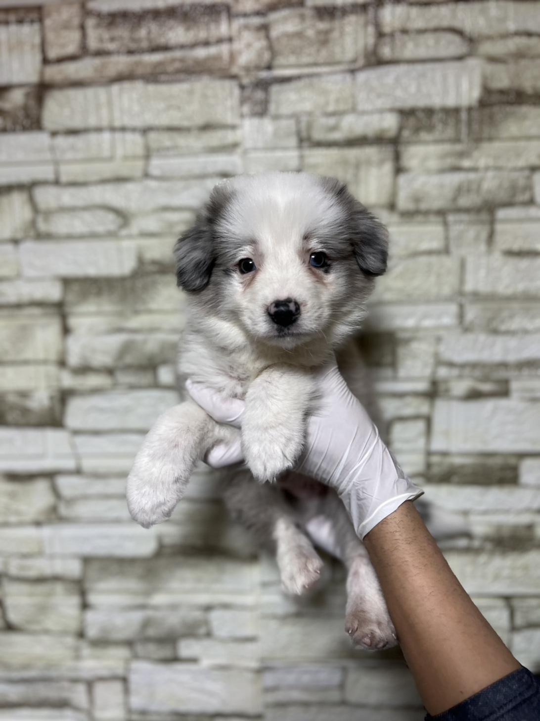 埼玉県のボーダーコリー (ペッツスマイル加須インター店/2025年10月17日生まれ/男の子/ブルーマール)の子犬の1枚目の画像