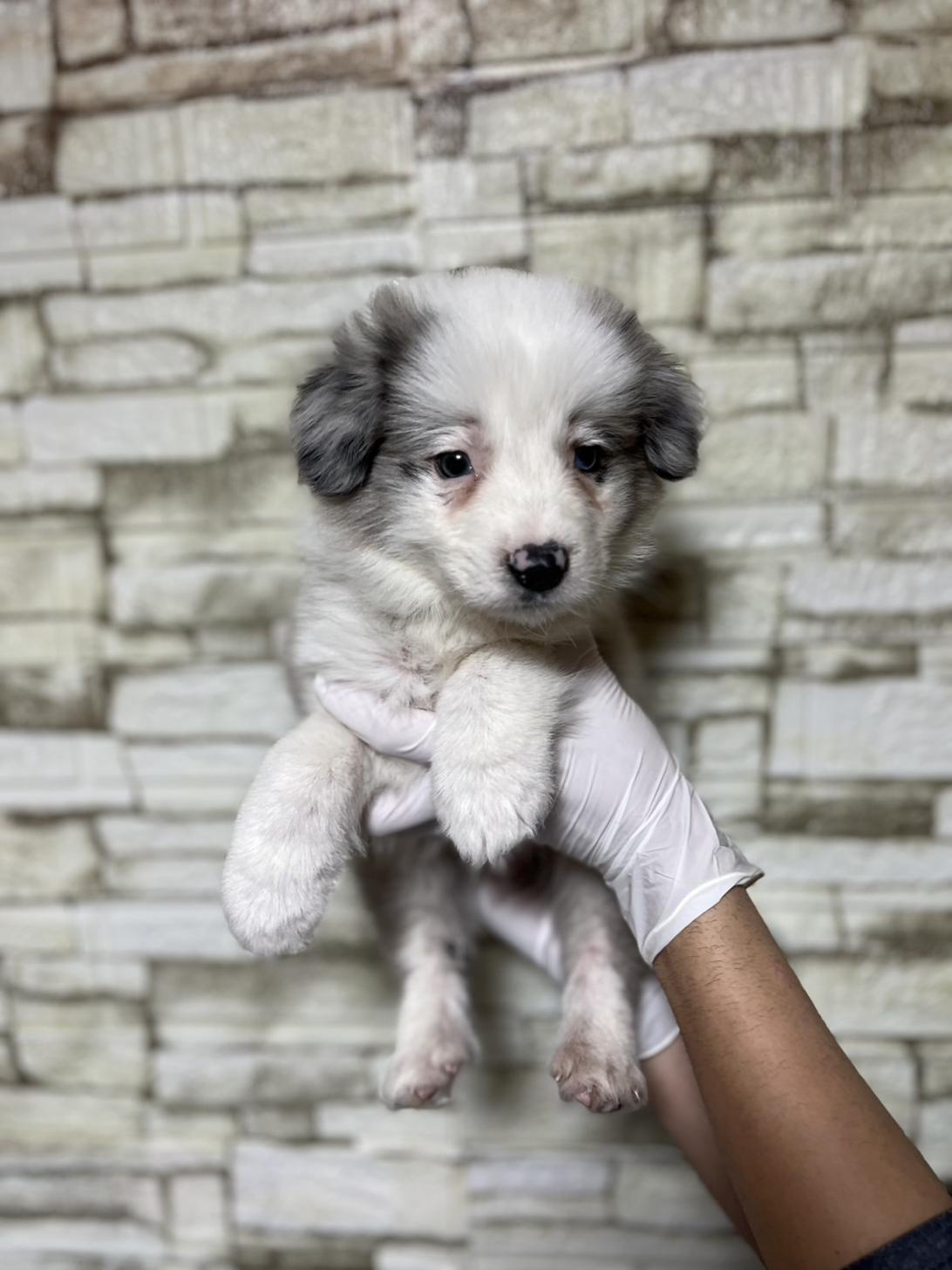 埼玉県のボーダーコリー (ペッツスマイル加須インター店/2025年10月17日生まれ/男の子/ブルーマール)の子犬の2枚目の画像