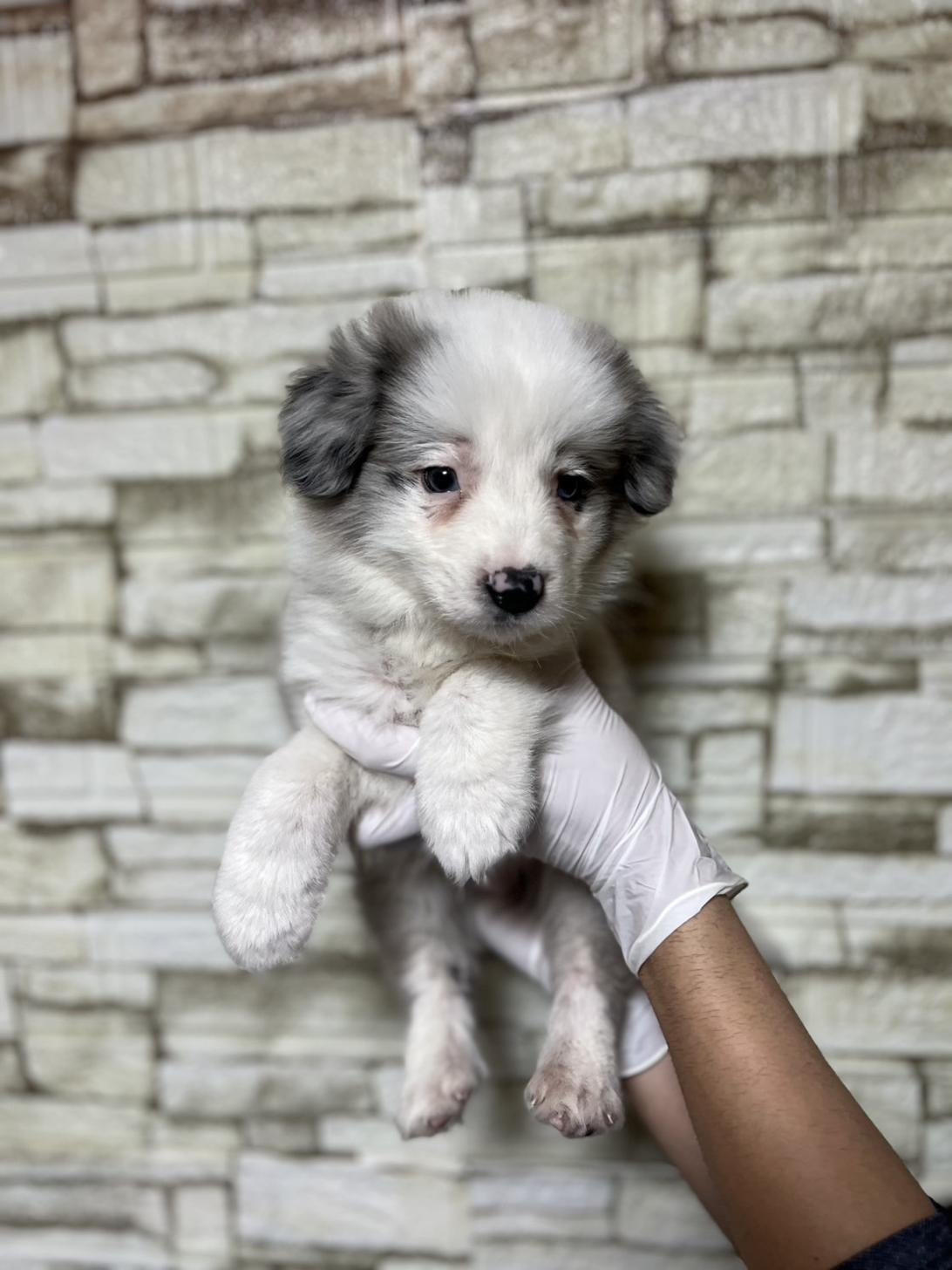 埼玉県のボーダーコリー (ペッツスマイル加須インター店/2025年10月17日生まれ/男の子/ブルーマール)の子犬の3枚目の画像