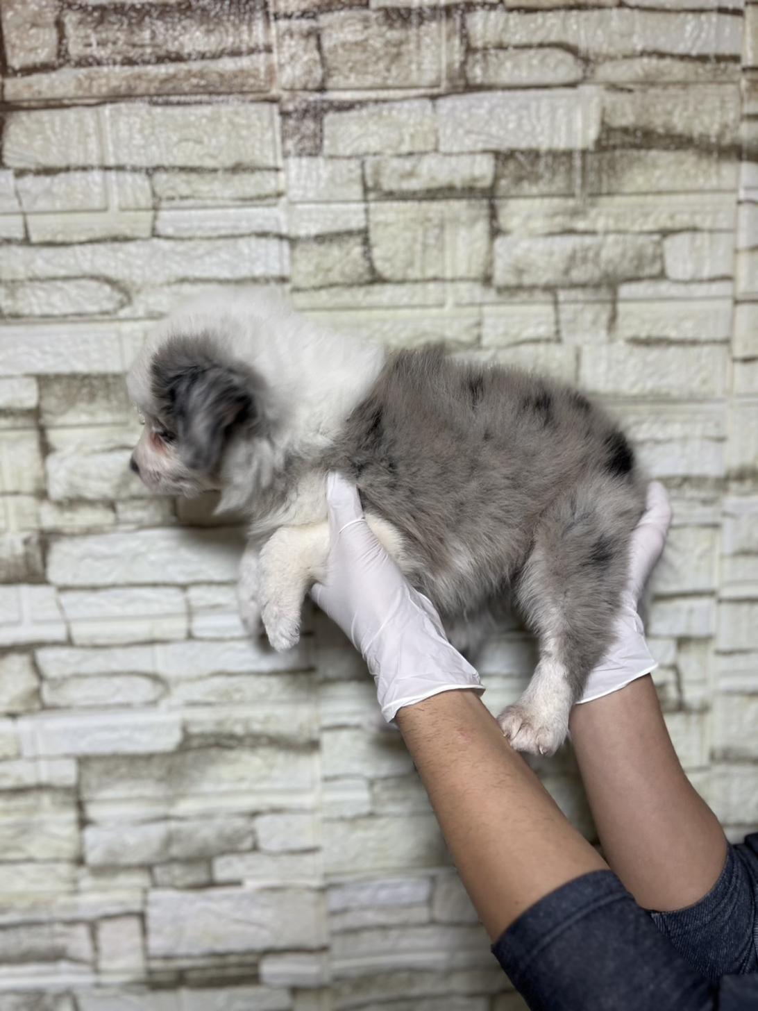 埼玉県のボーダーコリー (ペッツスマイル加須インター店/2025年10月17日生まれ/男の子/ブルーマール)の子犬の4枚目の画像