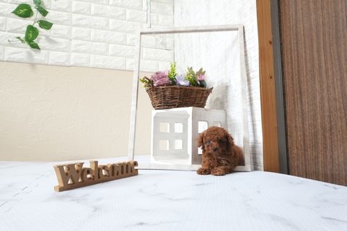 滋賀県のトイプードル(タイニー) (いっぷく湖南店/2025年9月28日生まれ/女の子/レッドフォーン)の子犬の1枚目の画像