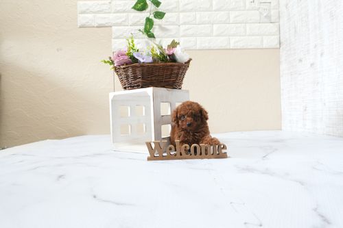 滋賀県のトイプードル(タイニー) (いっぷく湖南店/2025年9月28日生まれ/女の子/レッドフォーン)の子犬の2枚目の画像