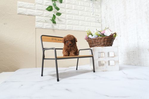 滋賀県のトイプードル(タイニー) (いっぷく湖南店/2025年9月28日生まれ/女の子/レッドフォーン)の子犬の3枚目の画像