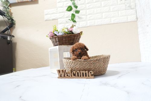 滋賀県のトイプードル(タイニー) (いっぷく湖南店/2025年9月28日生まれ/女の子/レッドフォーン)の子犬の4枚目の画像