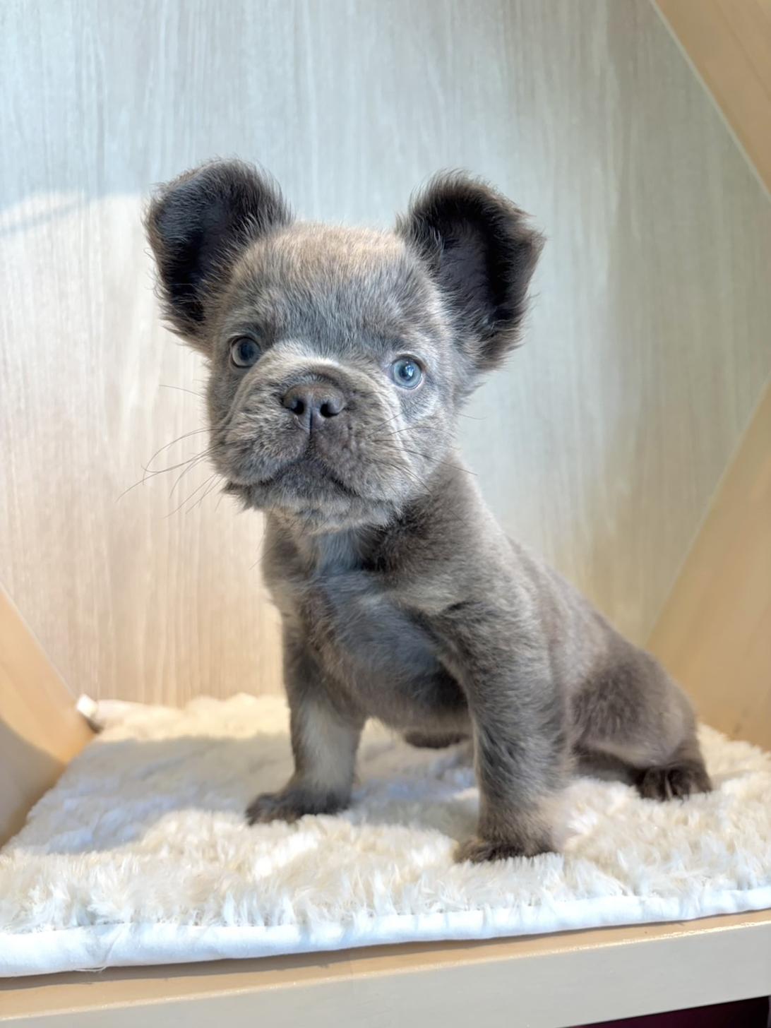埼玉県のフレンチブルドッグ (PET SHOP Tiny tales/2026年6月4日生まれ/女の子/ライラック)の子犬の1枚目の画像