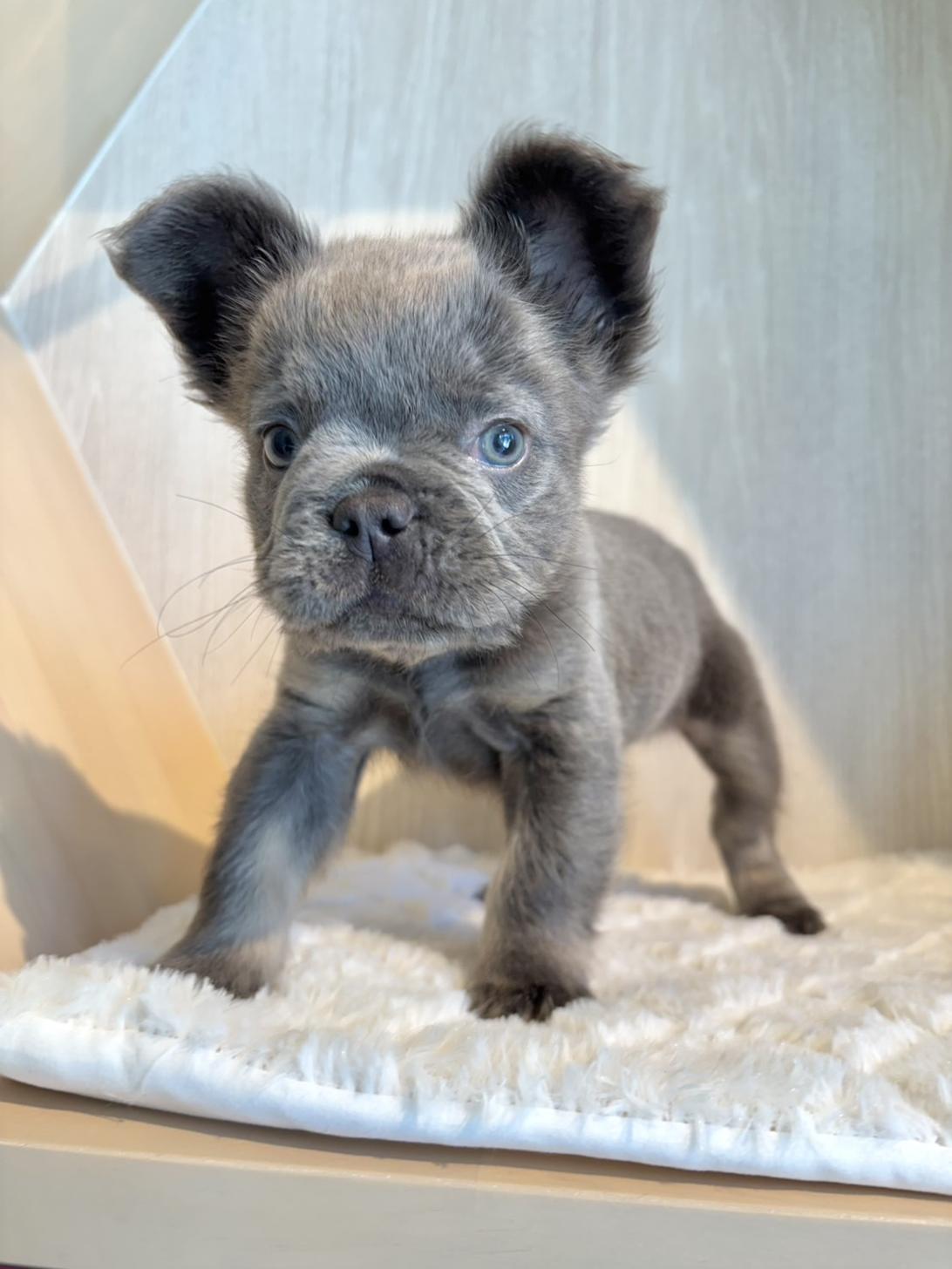 埼玉県のフレンチブルドッグ (PET SHOP Tiny tales/2026年6月4日生まれ/女の子/ライラック)の子犬の2枚目の画像