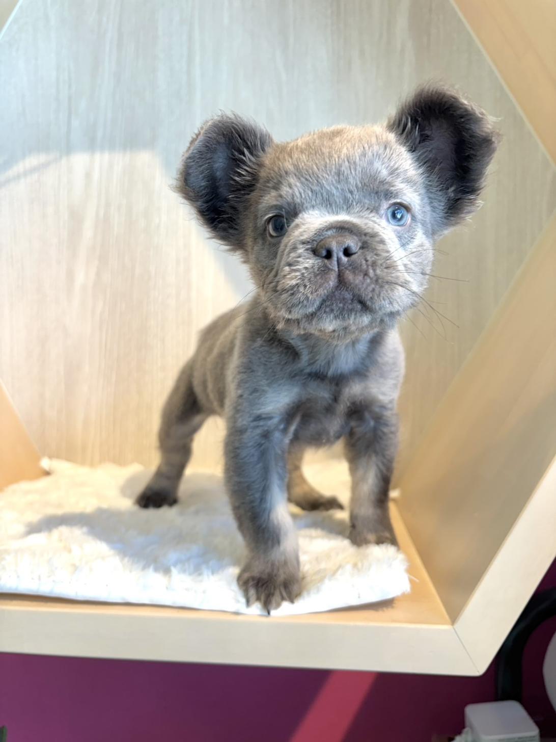 埼玉県のフレンチブルドッグ (PET SHOP Tiny tales/2026年6月4日生まれ/女の子/ライラック)の子犬の3枚目の画像
